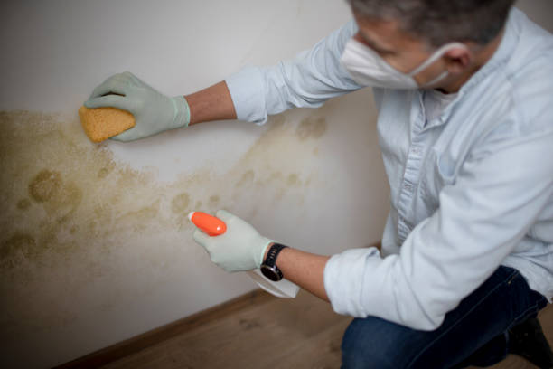 Best Basement Mold Remediation in Atlantic City, NJ