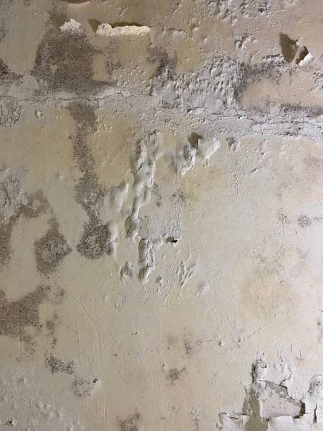 Best Residential Mold Remediation in Atlantic City, NJ